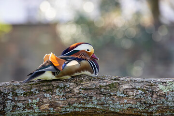 Aix galericulata, mandarin duck sitting on the branch