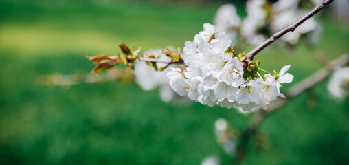 Selective focus of beautiful cherry blossom branches on a background of green grass. Beautiful cherry blossoms during the spring season in the park. Beauty is in nature.