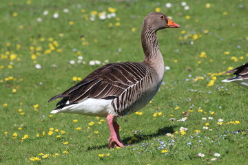 goose on the grass
