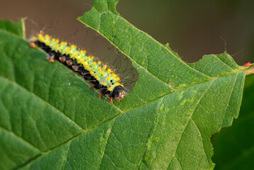 Great Peacock Moth caterpillar - Saturnia pyri, caterpillar of beautiful large moth from Europe, Czech Republic.