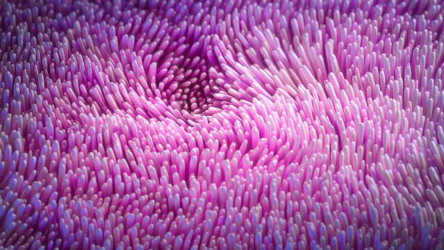 Animation of pink swaying anemones, futuristic corals, colorful background, abstract 3D 4K waving algae, motion graphics, new design.