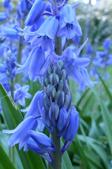 Close up of the head and bud of an Aquilegia vulgaris, also known as Common Columbine
