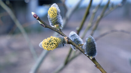 A blossoming willow tree in a spring forest. Palm Sunday