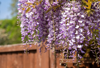Boughs Of Wisteria Hanging Outside A London Residence