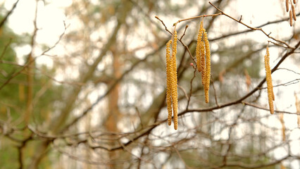 Birch earrings in the spring forest against the background of trees
