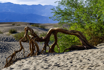 Fototapeta premium Death Valley Sand Dunes Broken Tree