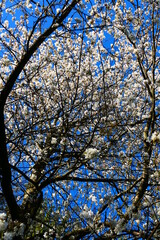 Fototapeta premium Blüte der Wildkirschen