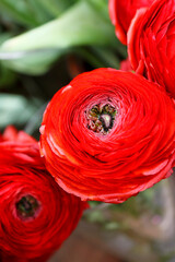 Ranunculus red flower close-up in a bouquet.