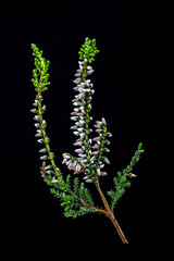 Sprig of heather (calluna vulgaris) close-up on white background.