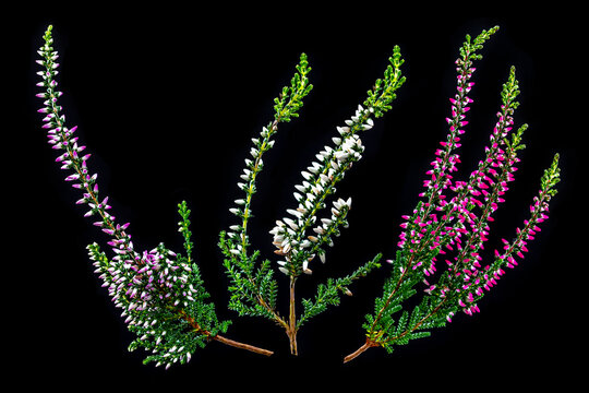 Three sprigs of red heather (calluna vulgaris) close-up on white.