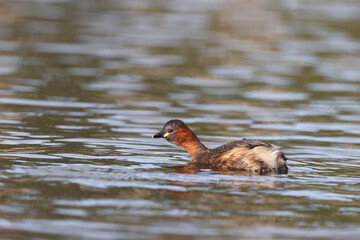 Little Grebe in a park in Paris Ile de France France.