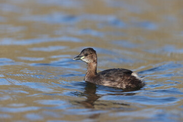 Little Grebe in a park in Paris Ile de France France.