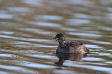 Little Grebe in a park in Paris Ile de France France.