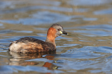 Little Grebe in a park in Paris Ile de France France.