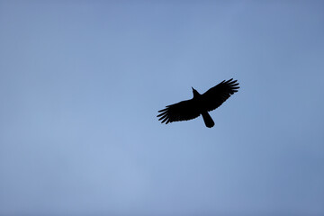 Black crow in a park in Paris Ile de France France.