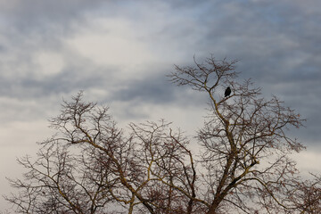 Black crow in a park in Paris Ile de France France.