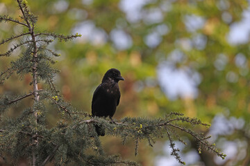 Black crow in a park in Paris Ile de France France.