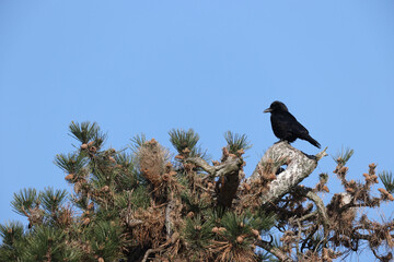 Black crow in a park in Paris Ile de France France.