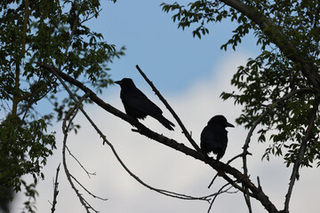 Black crows in a park in Paris Ile de France France.