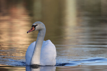 Obraz premium Mute swan in a park in Paris Ile de France France.