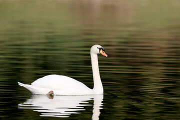 Mute swan in a park in Paris Ile de France France.