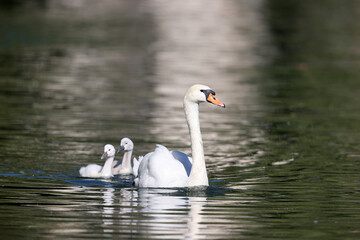 Fototapeta premium Mute swan in a park in Paris Ile de France France.