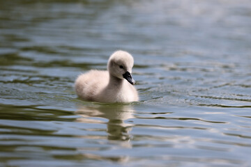 Mute swan in a park in Paris Ile de France France.
