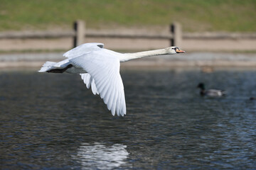 Mute swan in a park in Paris Ile de France France.