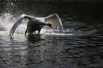 Mute swan in a park in Paris Ile de France France.