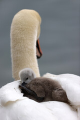 Mute swan in a park in Paris Ile de France France.