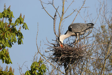 Gray heron in a park in Paris Ile de France France.