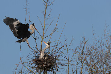 Gray herons in a park in Paris Ile de France France.