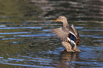 Female mallard duck in a park in Paris Ile de France France.