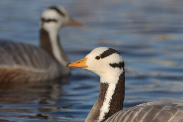 Bar-headed geese or tiger geese in a park in Paris Ile de France.
