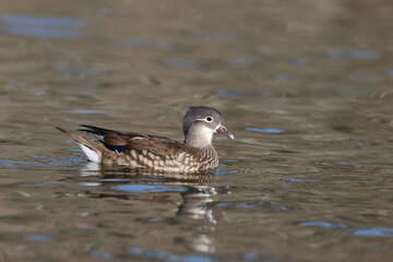 Female mandarin duck in a park in Paris Ile de France France.