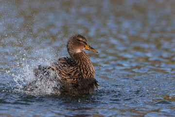 Female mallard duck in a park in Paris Ile de France France.