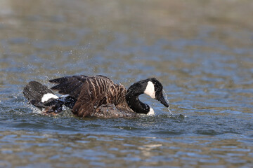 Canada goose in a park in Paris Ile de France France.