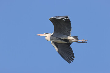 Gray heron in a park in Paris Ile de France France.