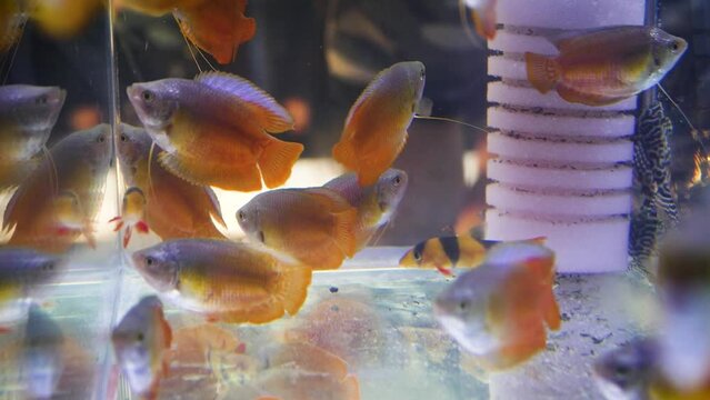 Flame dwarf gourami (Trichogaster lalius) on a terraristic & aquaristic expo