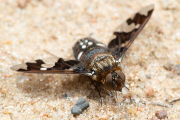 Bee-fly Exoprosopa capucina