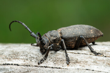 Long-horned weaver beetle