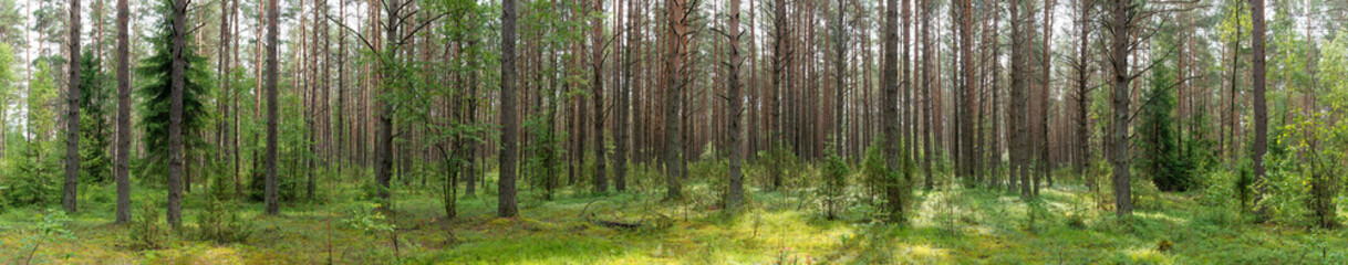 Fototapeta na wymiar Landscape of Belarus - pine forest