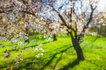 Fototapeta premium Spring blossom background. Nature closeup scene with blooming tree and sun flare. Beautiful spring flowers. White blooming floral branches, green grass meadow, relax springtime nature. Sunny city park