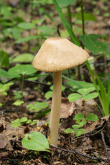 Wildlife of Europe- edible and inedible mushrooms growing in forest.