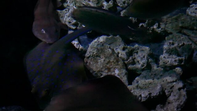 Bluespotted ribbontail ray (Taeniura lymma) and tawny nurse shark (Nebrius ferrugineus) in the dark