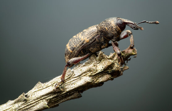 Beetle Large pine weevil