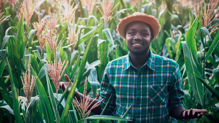 African Farmer with hat stand in the corn plantation field.Agriculture or cultivation concept