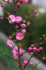Spring background, branches of blossoming almonds in the garden. Close up of flowering almond trees.