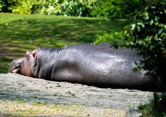 Hippo lays out sunbathing at the Woodland Park Zoo