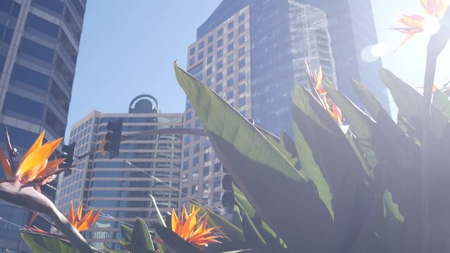 Highrise skyscrapers, strelitzia flowers in downtown, San Diego city street, California USA. Urban business tower facades on Broadway. Financial district architecture, garden or flowerbed. Low angle.